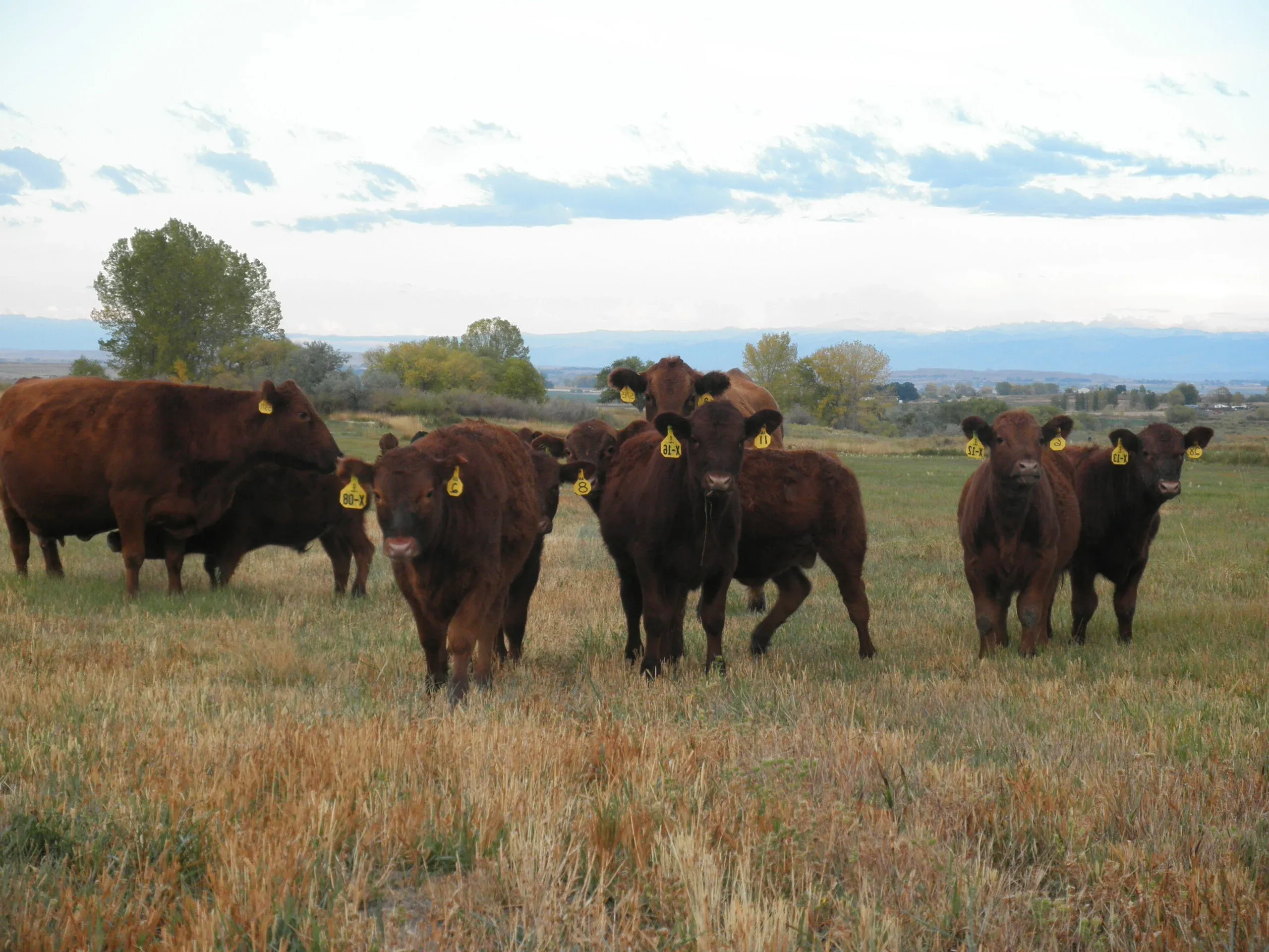 棕色的牛在绿色的田野里吃草